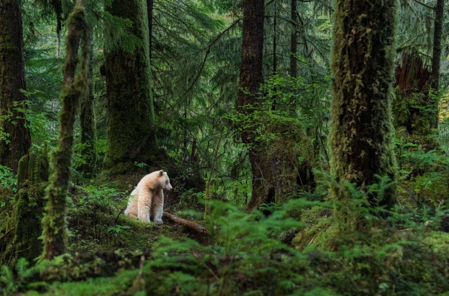 Great Bear Rainforest, British Columbia, Canada